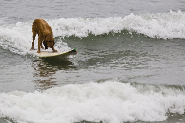 Surfing Friends 